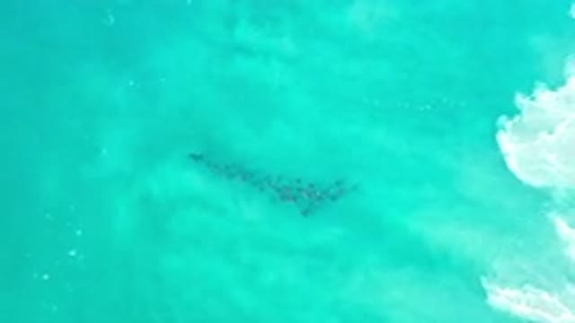 LOS CABOS MEXICO-2020: Unique Scene of a Green Sea Makes Me Want To Sleep