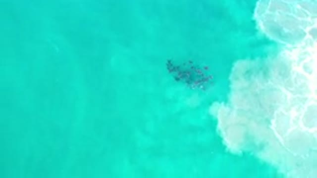 LOS CABOS MEXICO-2020: Beautiful Spool Of Sea Creatures Roaming The Wonderful