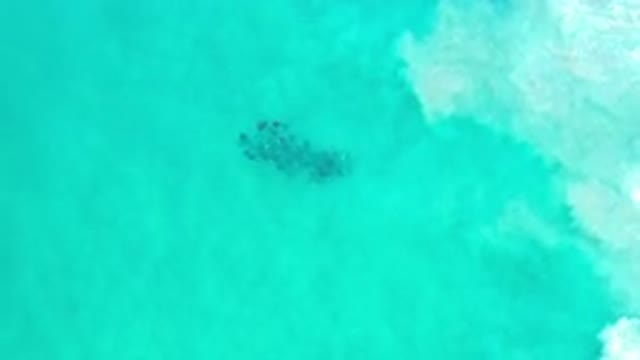 LOS CABOS MEXICO-2020: Animals Swimming Under A Blue Ocean