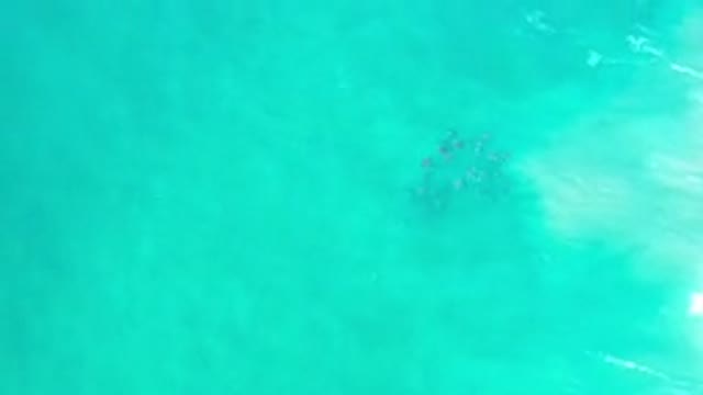 LOS CABOS MEXICO-2020: Dark School Of Fish Swim Under Green Ocean Water On Sunny Day