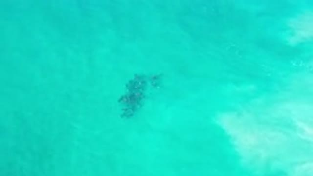 LOS CABOS MEXICO-2020: School Of Dark Fish Swimming Under Green Ocean Waves In