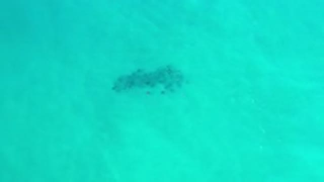 LOS CABOS MEXICO-2020: Sea Life Swimming In The Deep Blue Sea