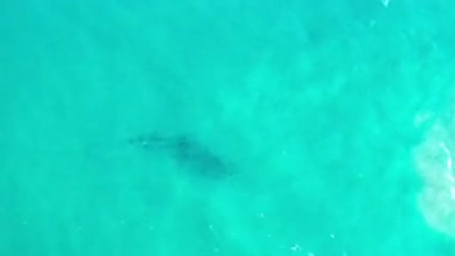 LOS CABOS MEXICO-2020: Massive Whale Swimming Under The Massive Green Sea