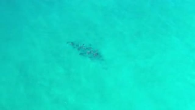 LOS CABOS MEXICO-2020: School Of Fish Visible In Clear Blue Water