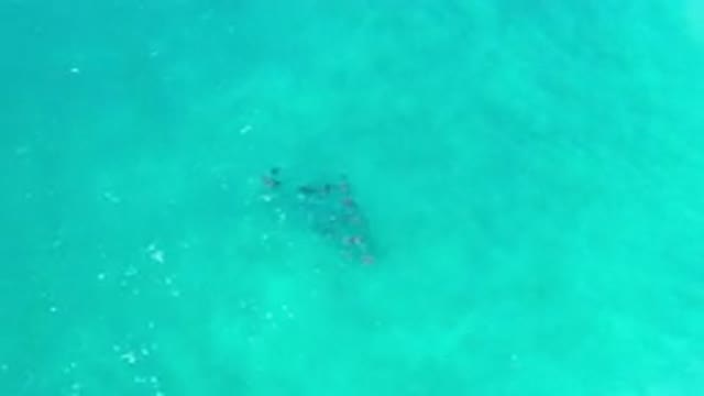 LOS CABOS MEXICO-2020: Fish In The Sea