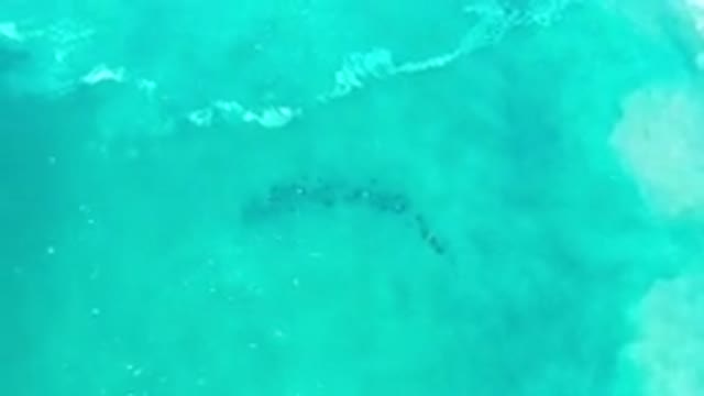 LOS CABOS MEXICO-2020: Fish Swims Under Green Ocean Water As Waves Move Past