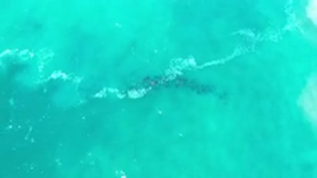 LOS CABOS MEXICO-2020: The Big Black Fish Playing In The Blue Wave Ocean