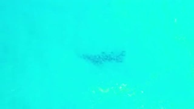 LOS CABOS MEXICO-2020: School Of Fish Swimming Underneath Clear Blue Water In