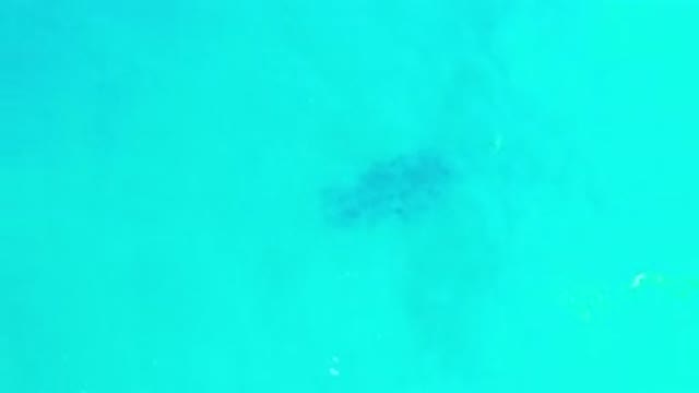LOS CABOS MEXICO-2020: A School of Fish Moving Through Deep Green Water