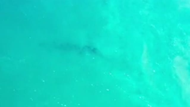 LOS CABOS MEXICO-2020: Mysterious Dark Figure Swimming into The Deep