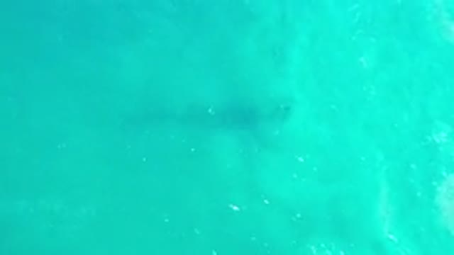 LOS CABOS MEXICO-2020: Static Shot Of The Shimmering Ocean Showing Marine Life