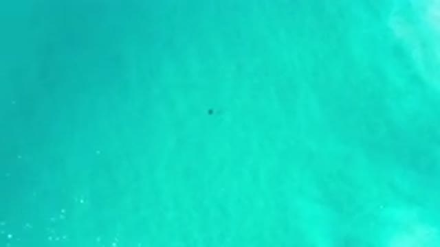 LOS CABOS MEXICO-2020: A Fish On A Massive Green Sea