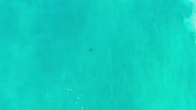 LOS CABOS MEXICO-2020: Lonely Fish Swimming In Crystal Clear Water