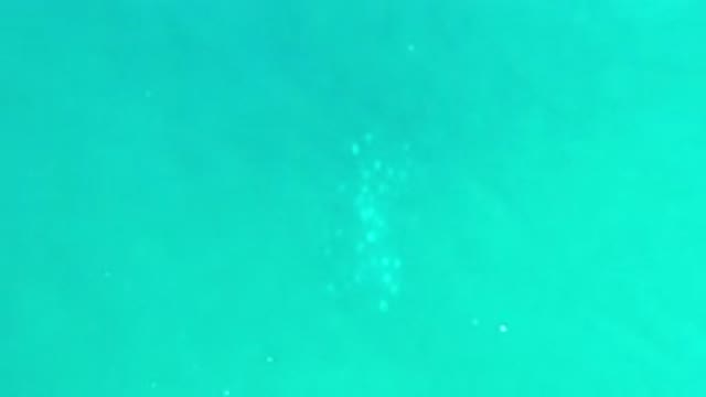 LOS CABOS MEXICO-2020: School Of White Fish Swim Under The Water In The Sea