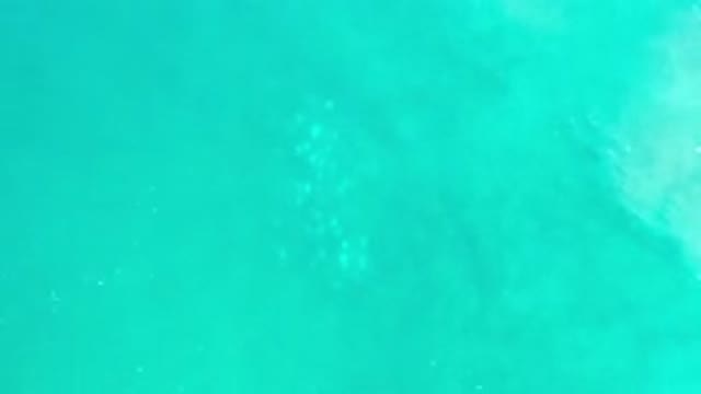 LOS CABOS MEXICO-2020: A Clean and Deep Green Water With a School of White Fish