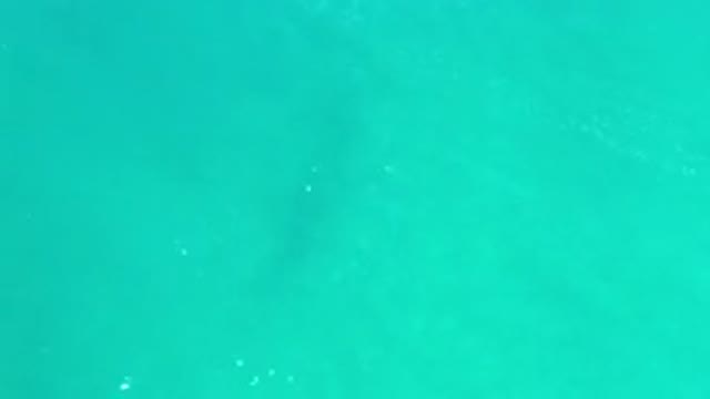 LOS CABOS MEXICO-2020: A Clear Green Sea Water And Something Black Color Moving