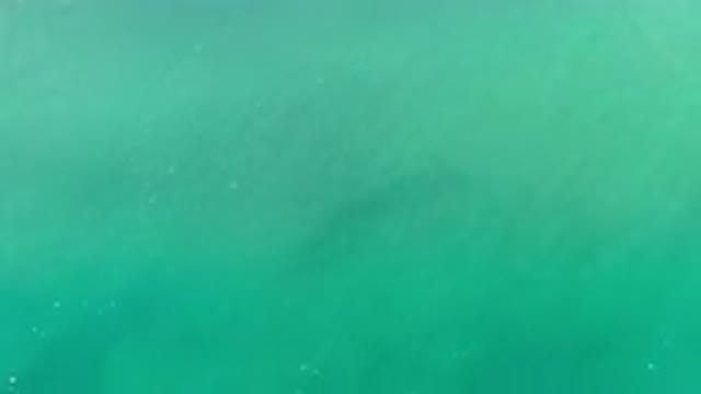 LOS CABOS MEXICO-2020: Dark Sea Animal Moves Deep Below Green Ocean