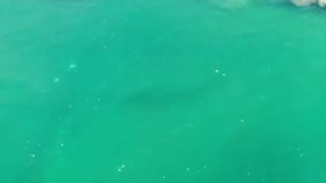 LOS CABOS MEXICO-2020: Big Fish Swimming Deep in Green Sea