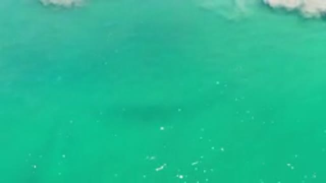LOS CABOS MEXICO-2020: Giant Hidden Animal Seen Deep Below The Surface In