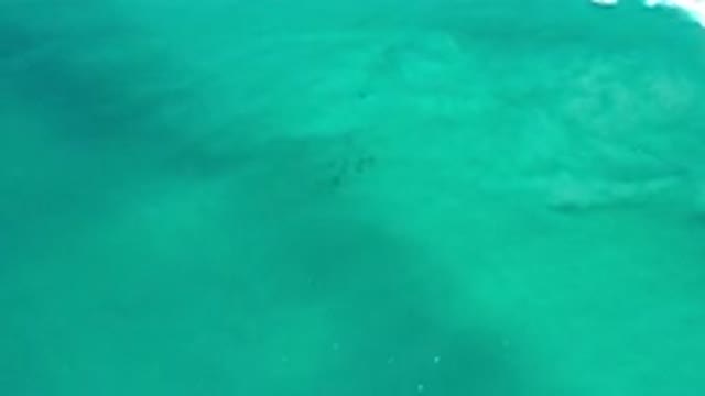 LOS CABOS MEXICO-2020: Sea Creatures Swimming Under the Clear Blue Ocean