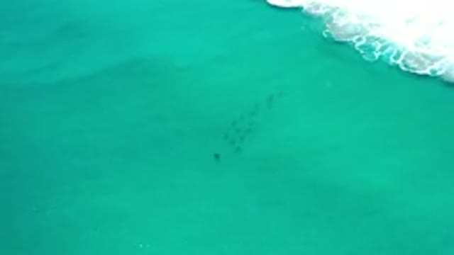 LOS CABOS MEXICO-2020: Swimming Fishes In The Ocean Sea With Waves And Tides