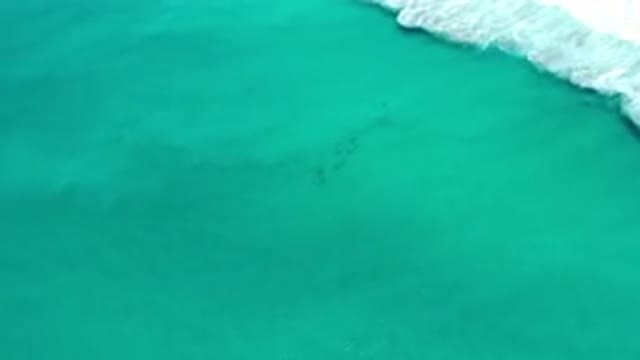 LOS CABOS MEXICO-2020: A School Of Fish Swim Away From Shore As Waves Splash And