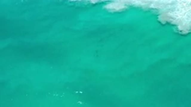LOS CABOS MEXICO-2020: Dark Fish Swimming Under Green Ocean Water As Wind Blows