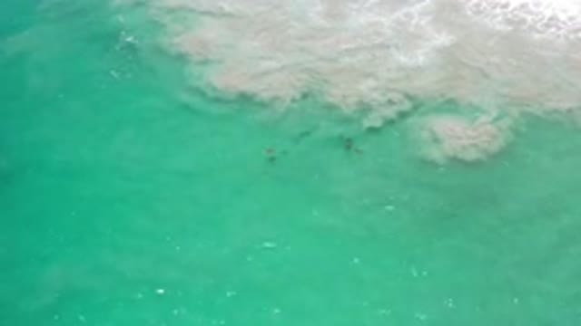 LOS CABOS MEXICO-2020: Animals In The Water From Aerial View With Clouds And Green Sea
