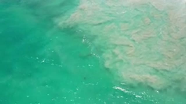 LOS CABOS MEXICO-2020: Fish Swimming Below The Green Ocean Water As White Waves