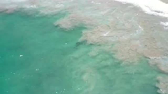 LOS CABOS MEXICO-2020: School Of Dark Fish Swim Below Green Ocean Water As Sand