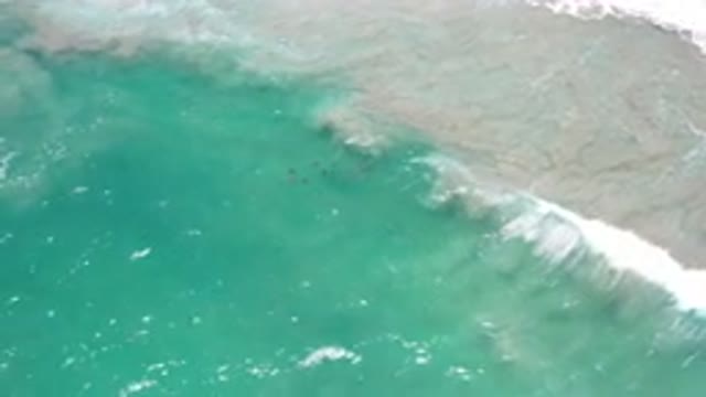 LOS CABOS MEXICO-2020: Small Dark Animals Underwater At Beach As Waves Crash