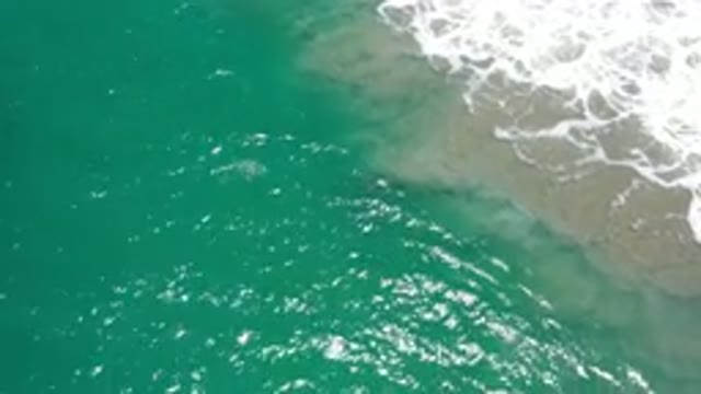 LOS CABOS MEXICO-2020: Amazing Whale Seen Below The Green Ocean Water As White