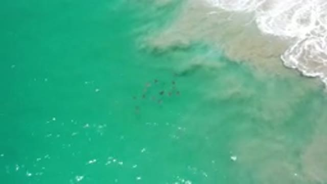 LOS CABOS MEXICO-2020: Stingray Roaming Adventurously in Green Open Ocean
