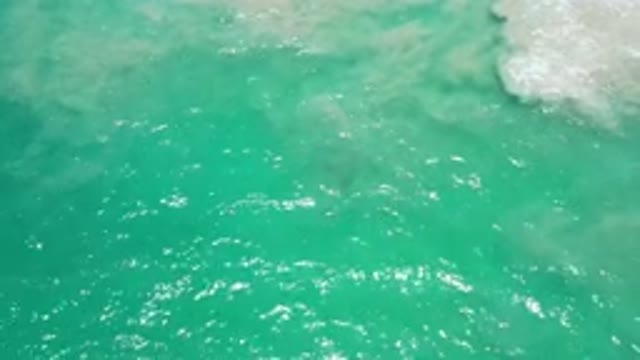 LOS CABOS MEXICO-2020: Rippling Waves in Green Ocean Water with Seaweed Moving