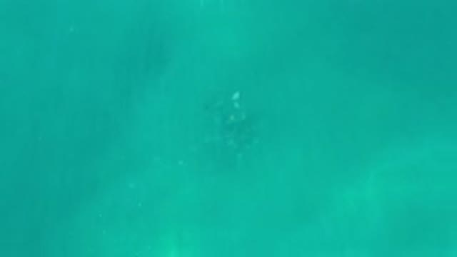 LOS CABOS MEXICO-2020: School Of Fish Captured From Above In Crystal Clear Water
