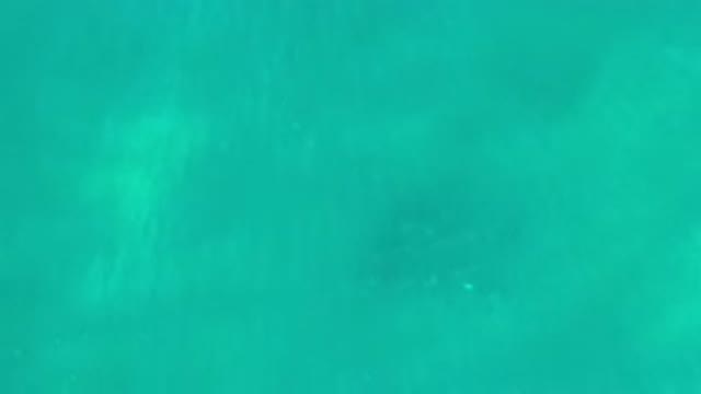 LOS CABOS MEXICO-2020: Underwater School of Shimmering Fish with Sunlight