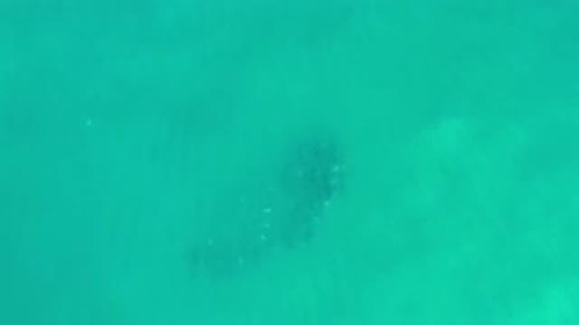 LOS CABOS MEXICO-2020: Relaxing View of a Green Sea and a Swimming Whale
