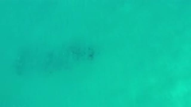 LOS CABOS MEXICO-2020: Sea Whale Caught Swimming Under The Green Sea