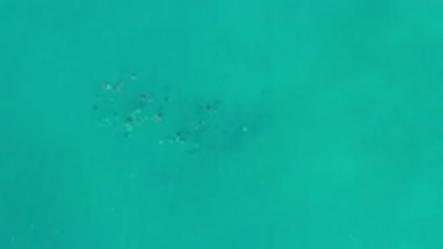 LOS CABOS MEXICO-2020: Small Fishes Swimming Under The Sea