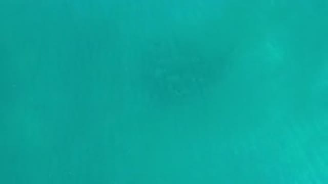 LOS CABOS MEXICO-2020: In A Deep Sea Crowd Of Fishes Are In Together