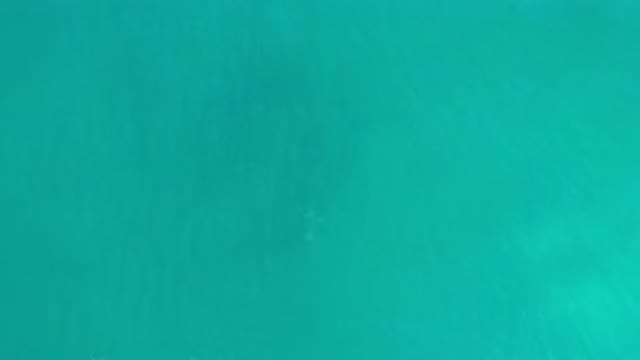 LOS CABOS MEXICO-2020: School Of Fish Swim And Perform Acrobatics Under The