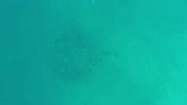 LOS CABOS MEXICO-2020: Camera Shows Beautiful Blue Water Ocean With Fish In It