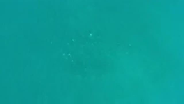 LOS CABOS MEXICO-2020: A Deep And Clear Green Water And Fish Or White Sparkling