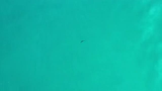 LOS CABOS MEXICO-2020: A Straight Top View Of Green Calm Water And A Fish Swimming