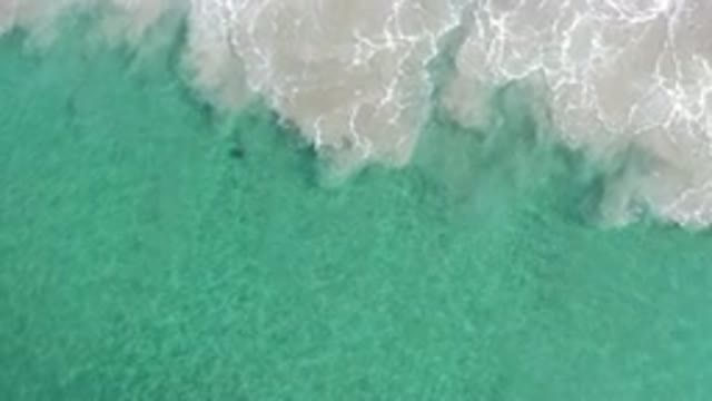 LOS CABOS MEXICO-2020: Small Turtle Swimming In A Light Blue Ocean With White Waves