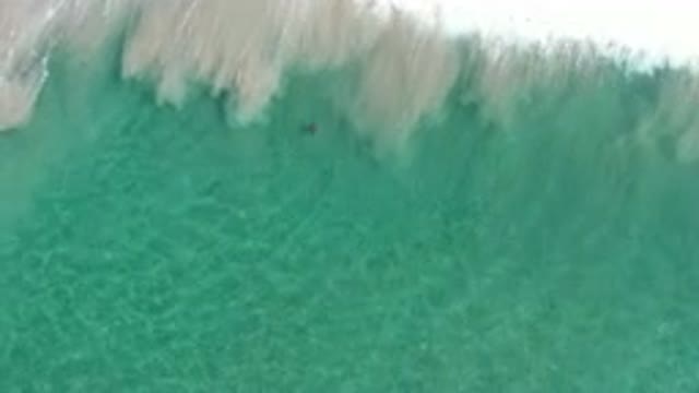 LOS CABOS MEXICO-2020: A Little Fish Swims Back To Its Group In A Clear Blue Sea