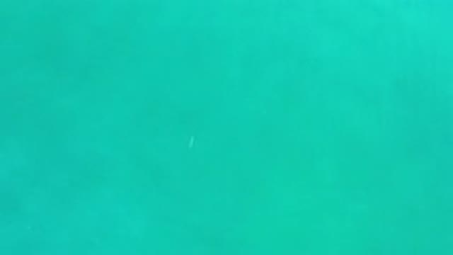 LOS CABOS MEXICO-2020: Above View Of A Creature Under The Beautiful Tropical