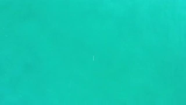 LOS CABOS MEXICO-2020: Lone Sea Animal Swimming Deep in Clear Green Ocean