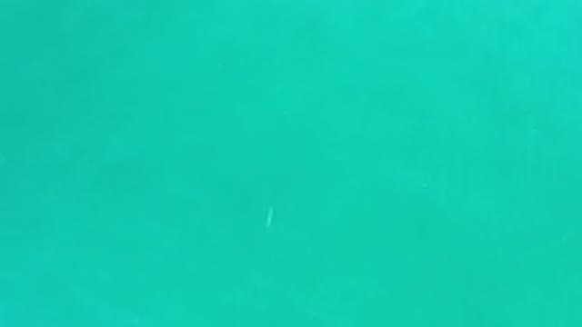 LOS CABOS MEXICO-2020: Single Animal Swimming Below Rippling Small Waves In