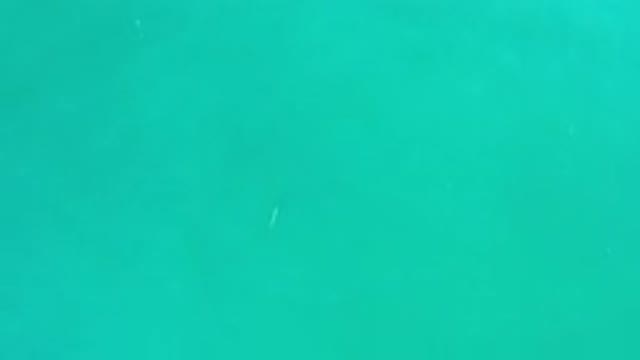 LOS CABOS MEXICO-2020: Smallest Fish Swimming Under the Sea